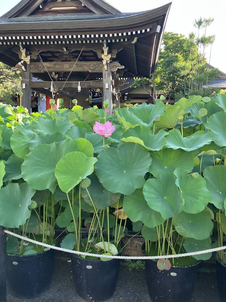 圓林寺 - 御朱印あつめ 